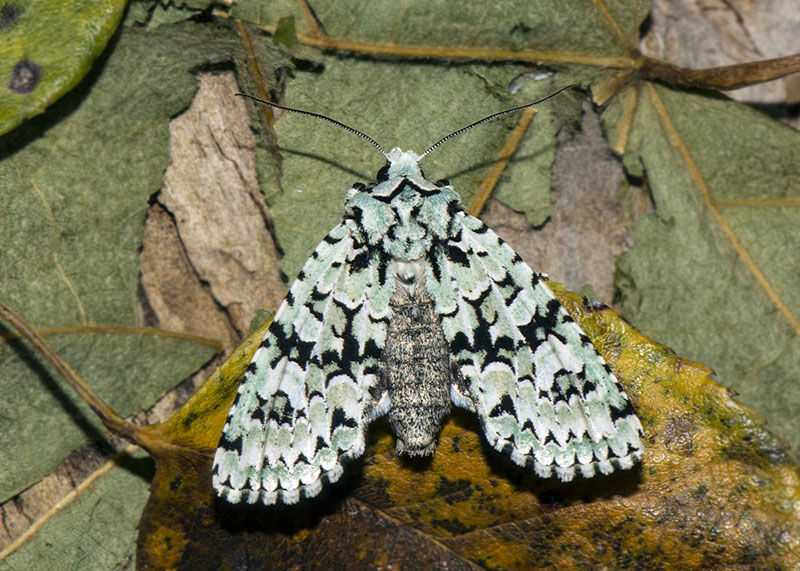 Griposia aprilina - Noctuidae